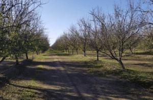 Dirt path through a bare orchard.